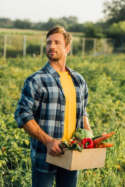 Agricultor em xadrez camisa segurando caixa com legumes frescos enquanto em pé no campo — Fotografia de Stock