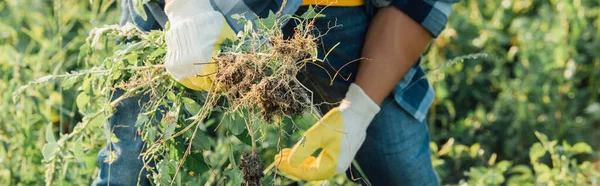 Cropped view of farmer weeding field in work gloves, horizontal concept — Stock Photo