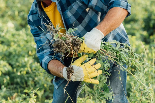 Vue recadrée de l'agriculteur en chemise à carreaux et gants tenant des mauvaises herbes pendant qu'il travaillait dans un champ — Photo de stock