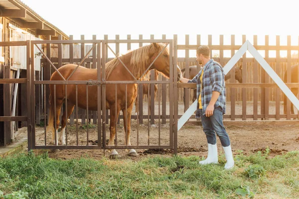 Fazendeiro em botas de borracha e camisa xadrez tocando cabeça de cavalo marrom no curral — Fotografia de Stock