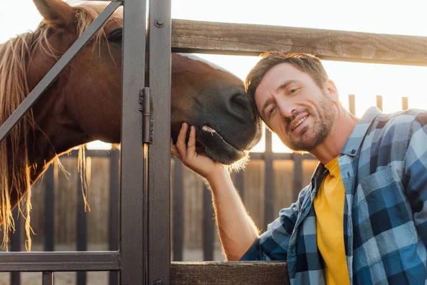 Ranchero en camisa a cuadros tocando caballo mientras mira la cámara cerca de la cerca de corral - foto de stock
