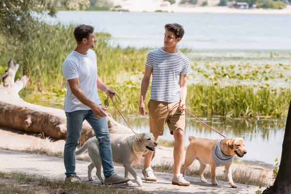 Father and son looking at each other and holding leashes while walking with golden retrievers near lake — Stock Photo