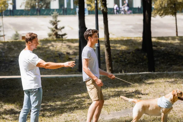 Батько вказує рукою біля сина-підлітка, що йде в парку з золотим ретривером — стокове фото