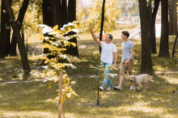 Selective focus of man pointing with hand and looking up near teenager son walking in park with golden retriever — Stock Photo