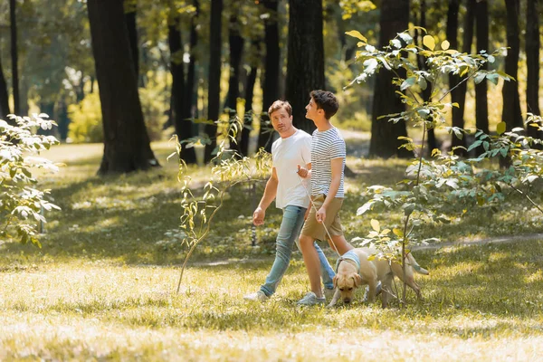 Man pointing with finger near teenager son walking in park with golden retriever — Stock Photo