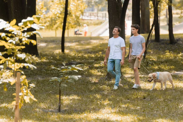 Hombre mirando hacia arriba cerca de adolescente hijo caminando en parque con golden retriever - foto de stock