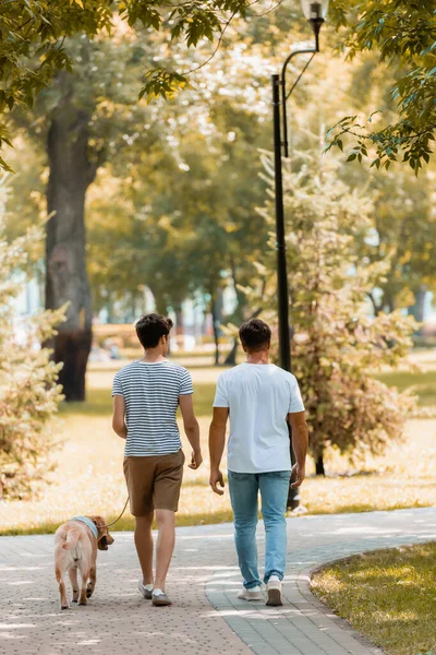 Back view of teenager son and father walking with golden retriever on asphalt — Stock Photo