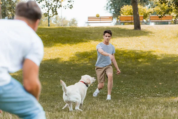 Messa a fuoco selettiva di figlio adolescente e padre giocare con il cane al di fuori — Foto stock