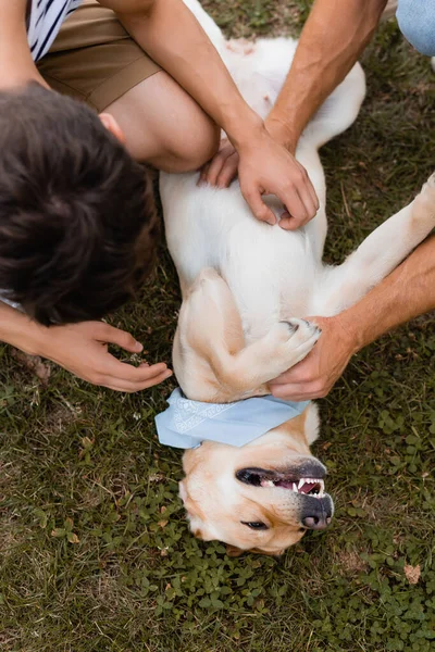 Vista superior de pai e filho abraçando golden retriever na grama — Fotografia de Stock