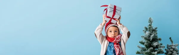 Panoramic shot of boy in hat and winter outfit holding present above head near christmas trees isolated on blue — Stock Photo