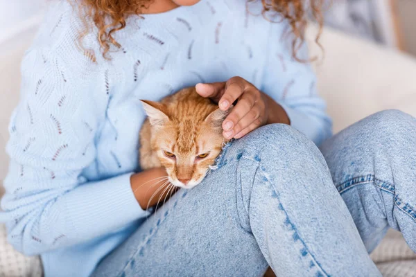 Vista ritagliata della donna in maglione petting gatto sul letto — Foto stock