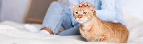 Colpo panoramico di giovane donna che accarezza il gatto rossiccio sul letto — Foto stock
