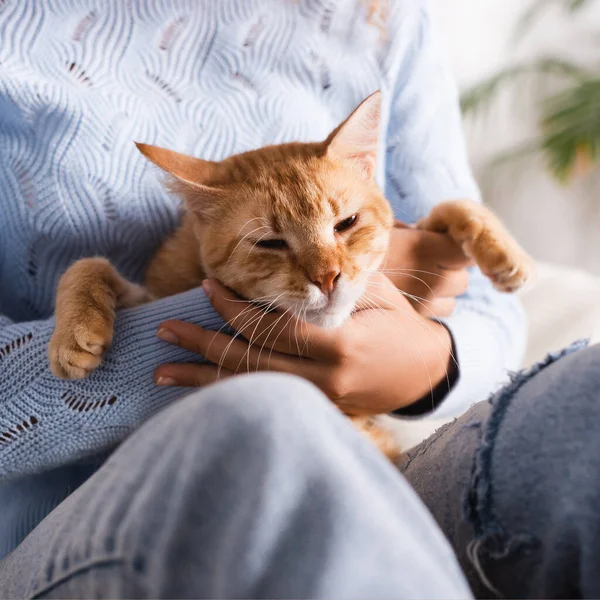 Cropped view of woman in sweater holding ginger cat — Stock Photo