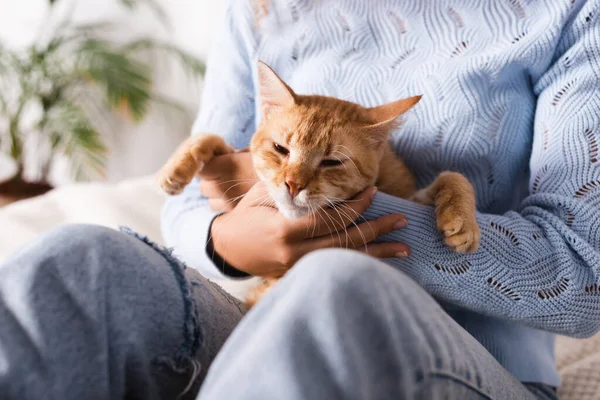 Cropped view of woman in sweater and jeans holding tabby cat — Stock Photo