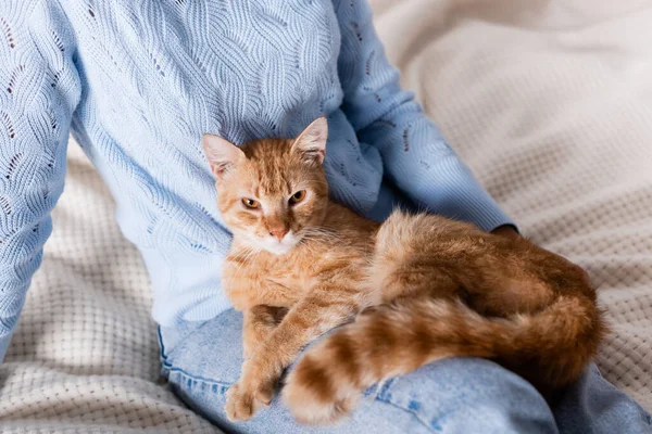 Vista cortada de gato tabby sentado na mulher na cama — Fotografia de Stock