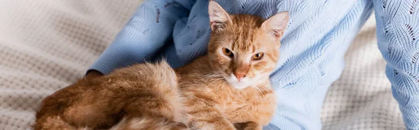 Vista panorámica del gato sentado en la mujer en el dormitorio - foto de stock