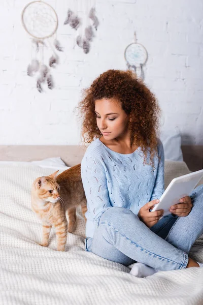 Кучерява жінка тримає цифровий планшет і дивиться на таббі-кішку на ліжку — стокове фото