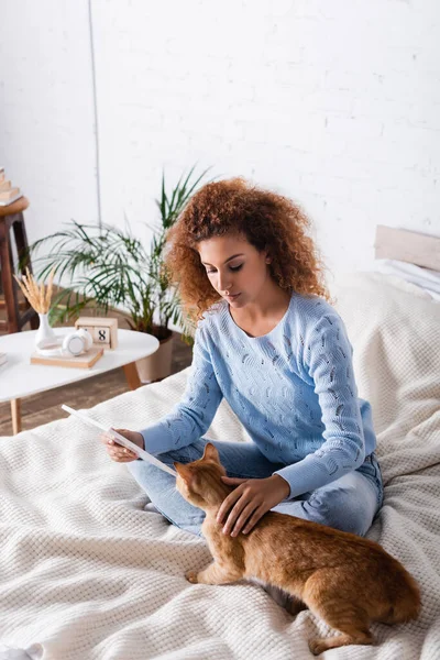 Кудрявая женщина гладит кошку при использовании цифрового планшета в спальне — стоковое фото