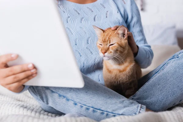 Vista recortada de la mujer con tableta digital acariciar gato tabby en la cama - foto de stock