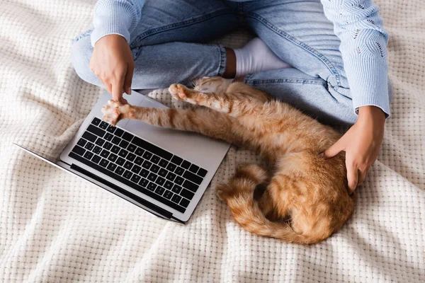 Ansicht von oben: Frau in Jeans berührt gestromte Katze, während sie Laptop auf dem Bett benutzt — Stockfoto