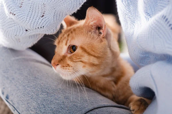Vista ritagliata del gatto zenzero seduto vicino alle gambe sulla donna — Foto stock