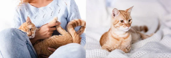 Collage of woman holding tabby cat at home — Stock Photo