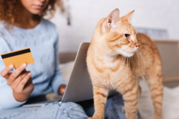 Foco seletivo de gato de mesa em pé perto da mulher com cartão de crédito e laptop em casa — Fotografia de Stock