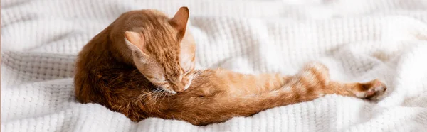 Panorâmica tiro de gato de gengibre deitado em cobertor em casa — Fotografia de Stock