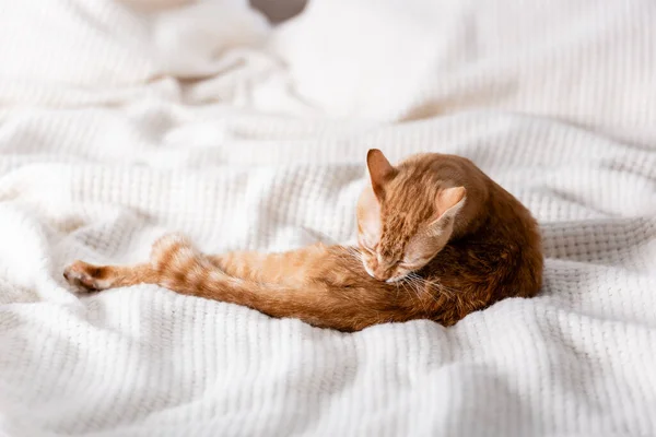 Foco seletivo do gato de mesa deitado na xadrez na cama — Fotografia de Stock