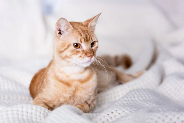 Selective focus of tabby cat lying on plaid at home — Stock Photo
