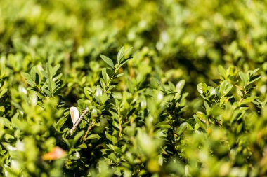 selective focus of boxwood bushes with green leaves clipart