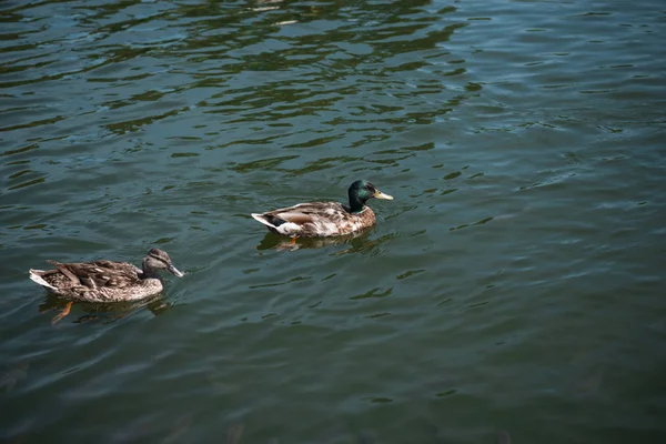 两只野鸭在河上游泳 — 图库照片