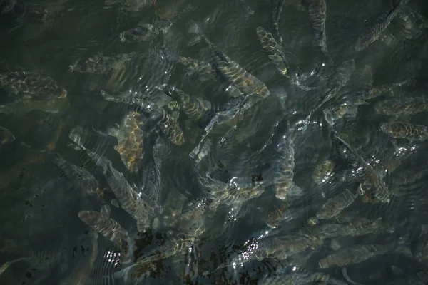 Blick Von Oben Auf Fischschwärme Die Fluss Schwimmen — kostenloses Stockfoto