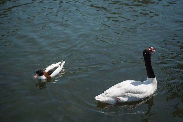 野鸭和天鹅在河上游泳 — 图库照片