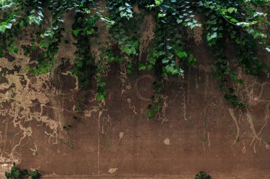 old cracked brown wall and green leaves background clipart