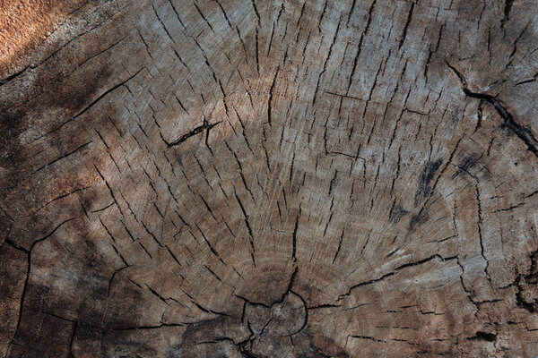 close-up view of old grey cracked wooden texture