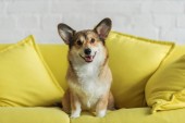 roztomilý corgi pes sedí na žluté pohovce doma a při pohledu na fotoaparát