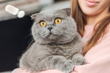 İskoç fold sevimli kedi tutan gülümseyen genç kadın görüntüsünü kırpılmış