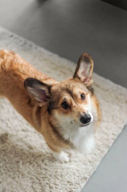 şirin corgi köpek yavrusu ayakta halı üzerinde ve ararken