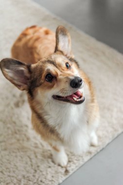 çok güzel corgi köpek yavrusu ayakta halı üzerinde ve ararken