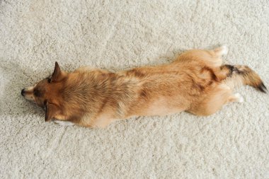corgi köpek halı üzerinde yalan üstten görünüm