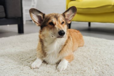 çok güzel corgi köpek halı üzerinde yalan ve uzağa arıyorsunuz