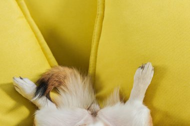 corgi köpek sarı koltukta yalan kadeh kırpılmış