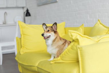 evde sarı kanepede oturan ve uzağa bakarak şirin corgi köpek