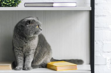 çok güzel gri scottish fold kitaplık üzerinde oturan ve uzağa bakarak kedi