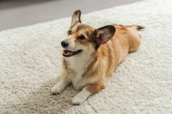 可爱的科吉小狗躺在地毯上 抬头看 — 图库照片