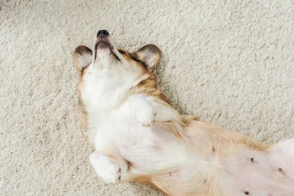 Aus Der Vogelperspektive Niedlicher Corgi Hund Liegt Auf Teppich — Stockfoto