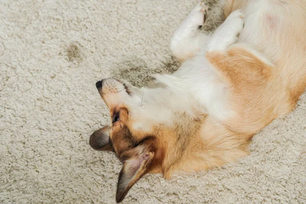 Hoge Hoekmening Van Schattige Corgi Hond Liggen Tapijt — Stockfoto