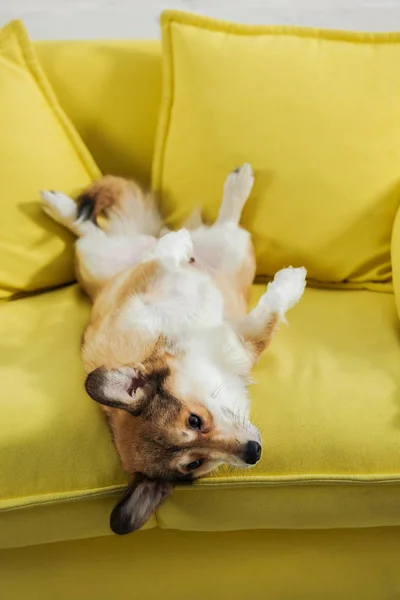 Entzückender Corgi Hund Liegt Auf Dem Rücken Auf Gelbem Sofa — Stockfoto