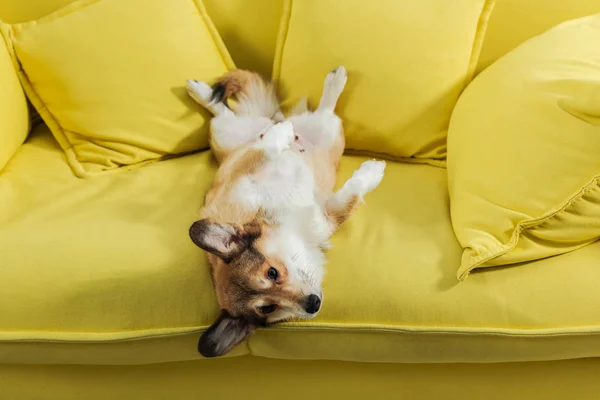 Adorável Cão Corgi Deitado Costas Sofá Amarelo — Fotografia de Stock